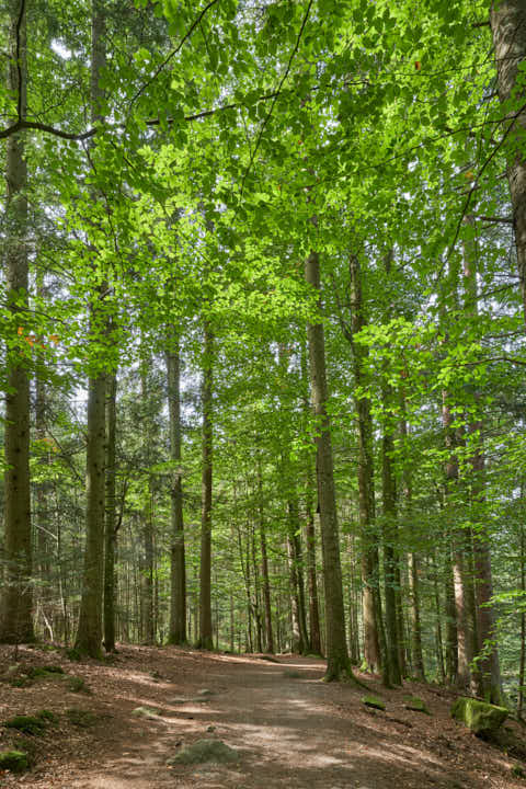 Gemeinde Waldkirchen Landkreis Freyung-Grafenau Saußbachklamm (Dirschl Johann) Deutschland FRG